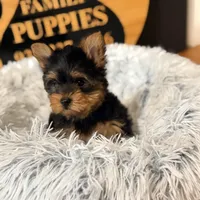 Reserved, a female Yorkshire Terrier for sale in Crossville, TN – Photo 5 of 6