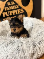 Poppy, a female Yorkshire Terrier for sale in Crossville, TN – Photo 5 of 6