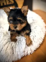 Poppy, a female Yorkshire Terrier for sale in Crossville, TN – Photo 3 of 6