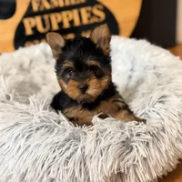 Reserved, a female Yorkshire Terrier for sale in Crossville, TN – Photo 6 of 6