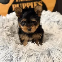 Reserved, a female Yorkshire Terrier for sale in Crossville, TN – Photo 4 of 6