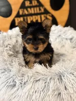 Poppy, a female Yorkshire Terrier for sale in Crossville, TN – Photo 4 of 6
