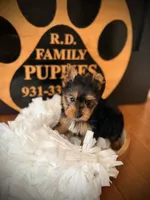 Piper, a female Yorkshire Terrier for sale in Crossville, TN – 3 of 5