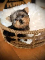 Sophie, a female Yorkshire Terrier for sale in Crossville, TN – 3 of 5