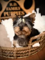 Draco, a male Yorkshire Terrier for sale in Crossville, TN – 5 of 8