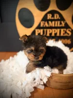 Draco, a male Yorkshire Terrier for sale in Crossville, TN – 4 of 5