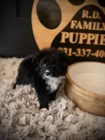 Brooks, a male Pomapoo for sale in Crossville, TN – Photo 3 of 5