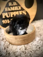 Brooks, a male Pomapoo for sale in Crossville, TN – Photo 4 of 5