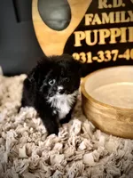 Brooks, a male Pomapoo for sale in Crossville, TN – Photo 5 of 5