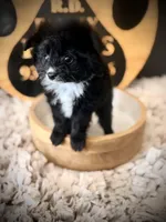 Brooks, a male Pomapoo for sale in Crossville, TN – Photo 2 of 5