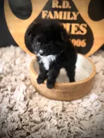 Brooks, a male Pomapoo for sale in Crossville, TN – Photo 1 of 5