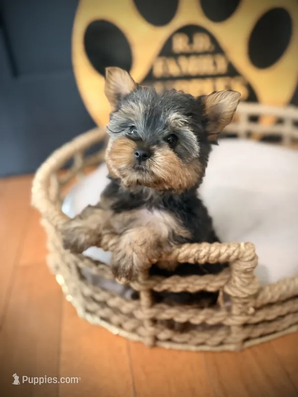 Draco – Yorkshire Terrier puppy for sale in Crossville, TN