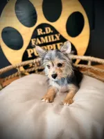 Hope, a female Morkie for sale in Crossville, TN – 4 of 9