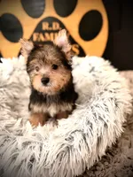 Ollie, a male Morkie for sale in Crossville, TN – 4 of 5