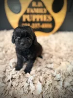 Riley, a female Cavapoo for sale in Crossville, TN – 2 of 5