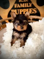 Liv, a female Yorkshire Terrier for sale in Crossville, TN – 4 of 6
