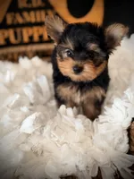 Callie, a female Yorkshire Terrier for sale in Crossville, TN – 6 of 7