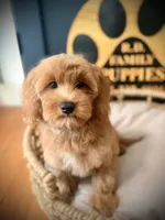 Cece , a female Cockapoo for sale in Crossville, TN – 2 of 4