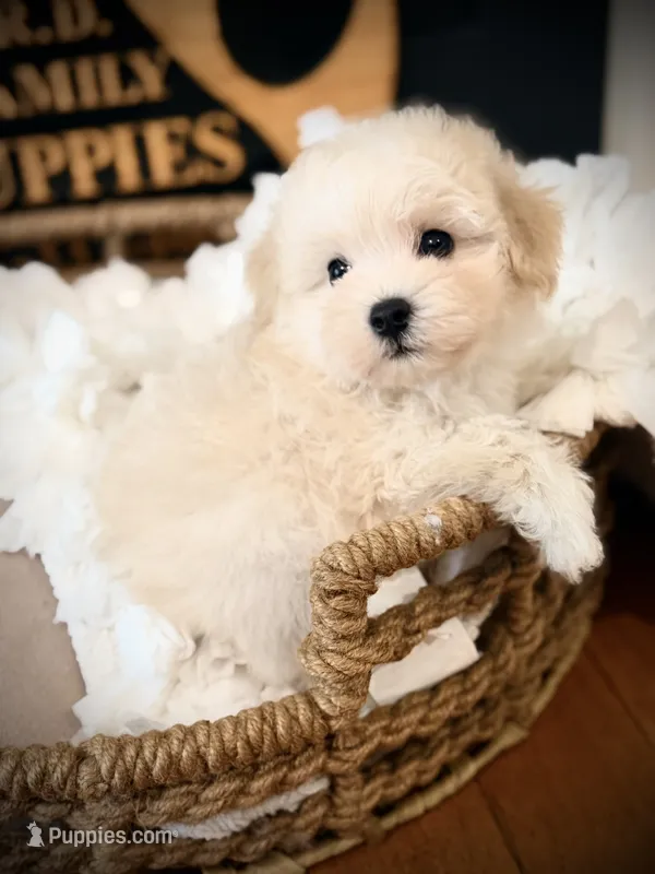 Ace – Maltipoo puppy for sale in Crossville, TN