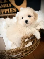 Ace, a male Maltipoo for sale in Crossville, TN – 1 of 6