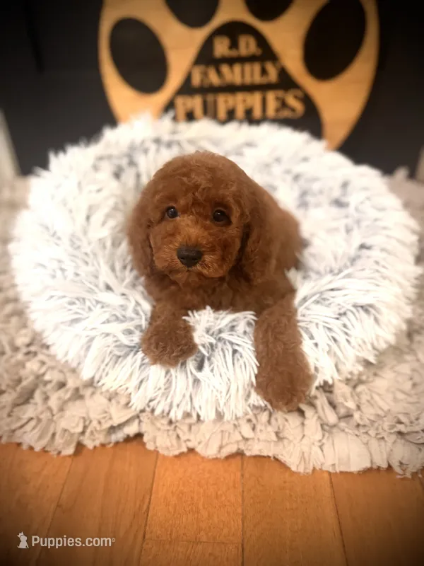 Clifford – Cockapoo puppy for sale in Crossville, TN