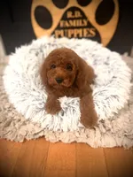 Clifford, a male Cockapoo for sale in Crossville, TN – 1 of 4