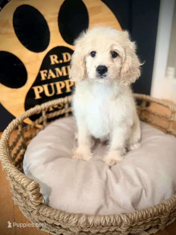 Malone  – Cockapoo puppy for sale in Crossville, TN
