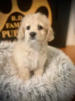Malone , a male Cockapoo for sale in Crossville, TN – 4 of 5