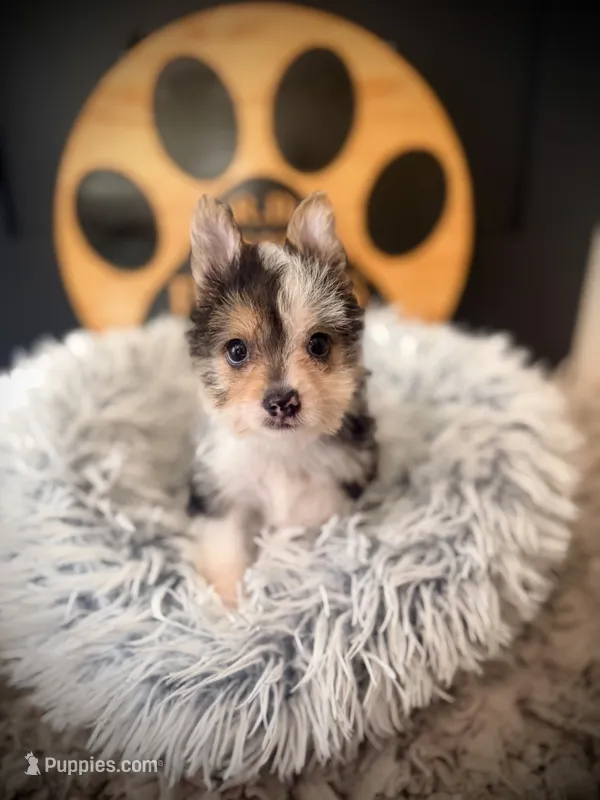 Annabelle  – Morkie puppy for sale in Crossville, TN