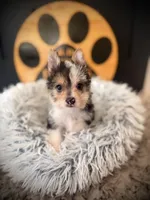 Annabelle , a female Morkie for sale in Crossville, TN – 1 of 5