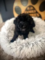 Reserved , a female Cavapoo for sale in Crossville, TN – 2 of 6