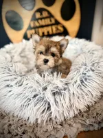Sandy, a female Morkie for sale in Crossville, TN – 3 of 5