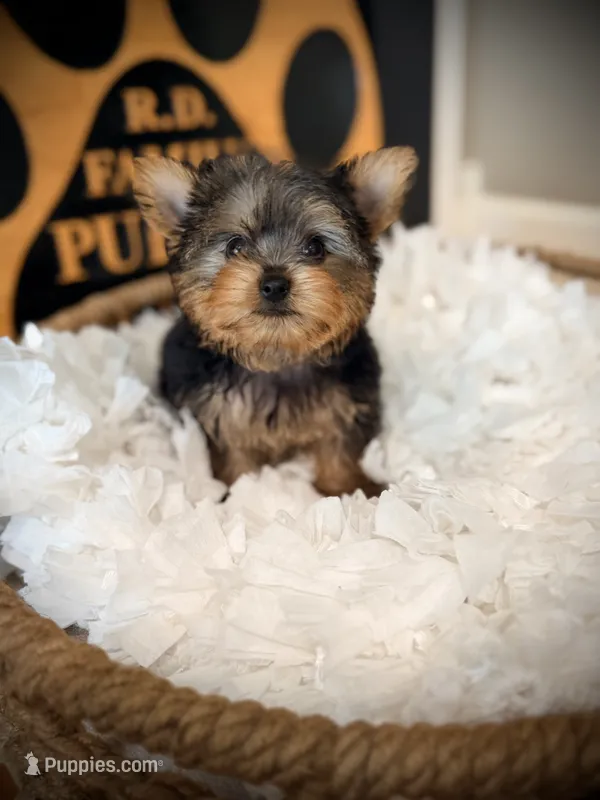 Sophie – Yorkshire Terrier puppy for sale in Crossville, TN