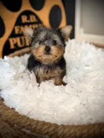 Sophie, a female Yorkshire Terrier for sale in Crossville, TN – 1 of 5