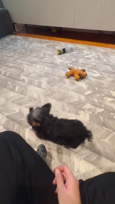 Draco, a male Yorkshire Terrier for sale in Crossville, TN – 8 of 8