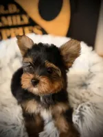 King, a male Yorkshire Terrier for sale in Crossville, TN – Photo 2 of 6