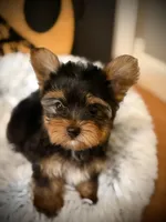 King, a male Yorkshire Terrier for sale in Crossville, TN – Photo 4 of 6