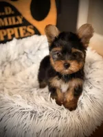 King, a male Yorkshire Terrier for sale in Crossville, TN – Photo 1 of 6
