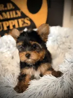 King, a male Yorkshire Terrier for sale in Crossville, TN – Photo 5 of 6