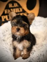 King, a male Yorkshire Terrier for sale in Crossville, TN – Photo 3 of 6