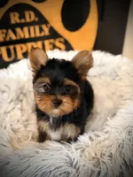 King, a male Yorkshire Terrier for sale in Crossville, TN – Photo 6 of 6