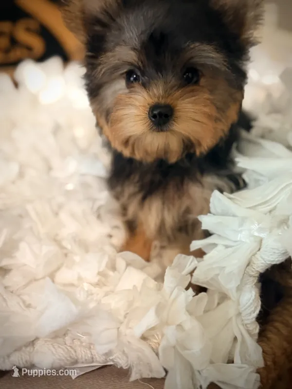 Callie – Yorkshire Terrier puppy for sale in Crossville, TN