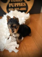 Piper, a female Yorkshire Terrier for sale in Crossville, TN – 4 of 5