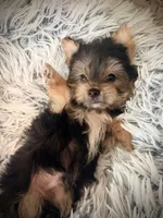 Maxwell, a male Maltese and Yorkshire Terrier for sale in Crossville, TN – 6 of 6