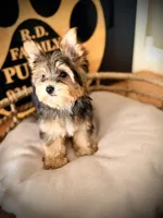 Stella, a female Maltese and Yorkshire Terrier for sale in Crossville, TN – 4 of 6