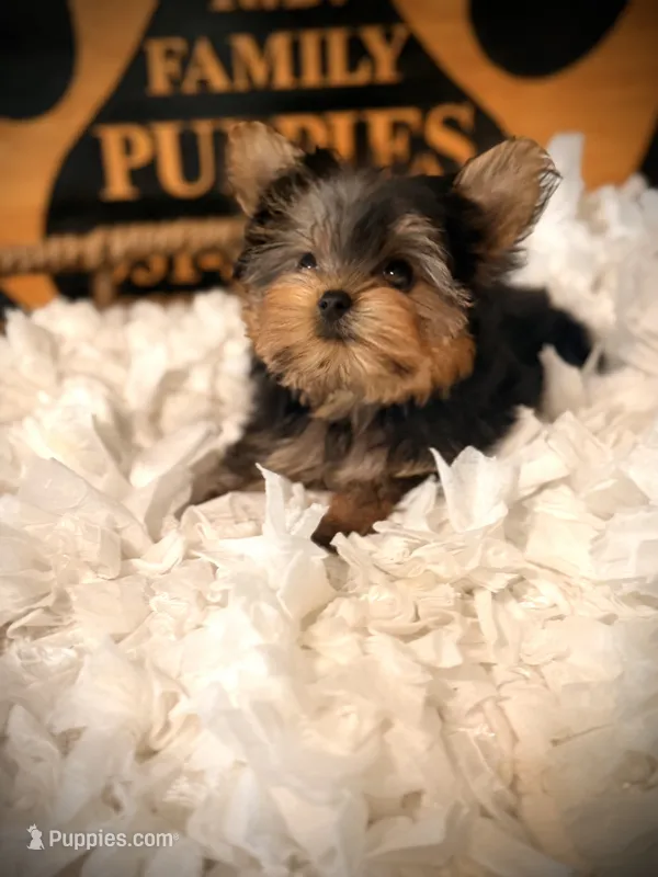 Zoe – Yorkshire Terrier puppy for sale in Crossville, TN