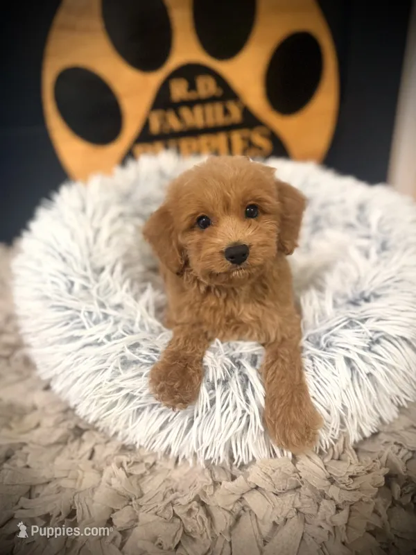 Oscar – Cockapoo puppy for sale in Crossville, TN