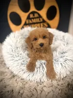 Oscar, a male Cockapoo for sale in Crossville, TN – 1 of 5