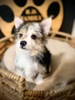 Annabelle , a female Morkie for sale in Crossville, TN – 2 of 6