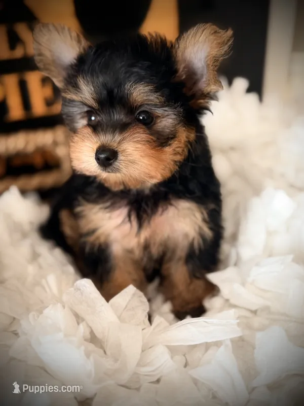 Callie – Yorkshire Terrier puppy for sale in Crossville, TN